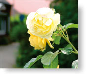 Eine Rose in Manslagt